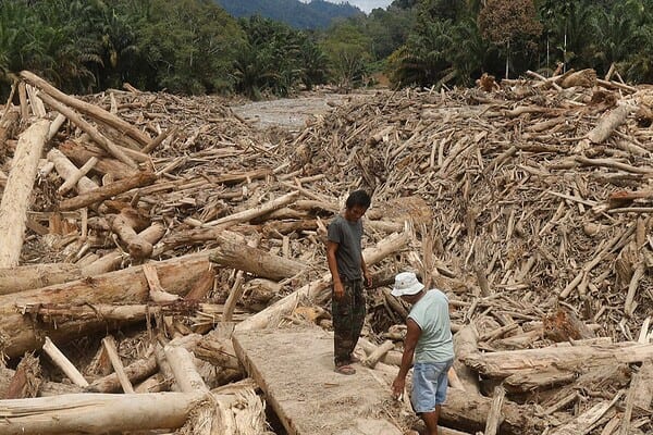 Bongkahan kayu dari Pohon yang hanyut terbawa air melingkupi ruang pemukiman warga dampak bencana banjir dan tanah longsor di Sumatera
