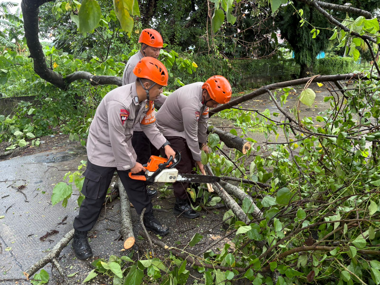 Tim SAR Brimob Evakuasi Pohon Tumbang di Kupa Barru 