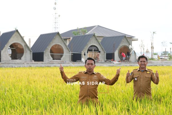 Bupati Sidrap H. Syaharuddin Alrif memimpin panen perdana Musim Tanam Pertama (MT I) di Kelurahan Majjelling, Kecamatan Maritengngae