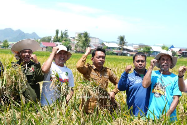 Bupati Sidrap Syaharuddin Alrif pimpin panen raya padi musim tanam 1 di Kelurahan Lautang Benteng