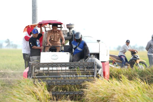 Bupati Sidenreng Rappang (Sidrap) Syaharuddin Alrif menghadiri panen padi di Desa Salobukkang, Kecamatan Dua Pitue
