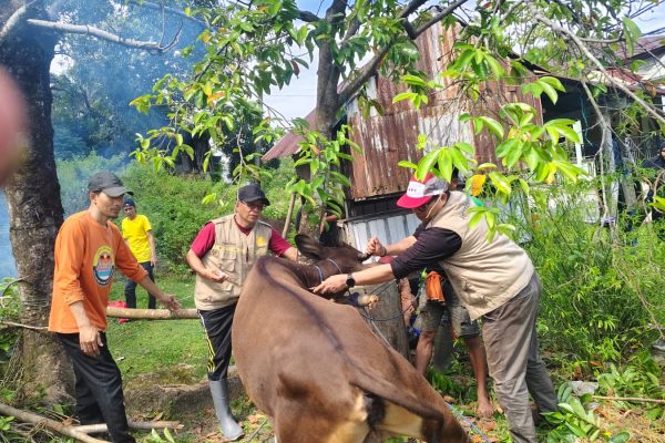 Pejabat Otoritas Veteriner (POV) Kota Parepare, drh Nurdin melakukan vaksinasi terpadu terhadap hewan khususnya pada sapi
