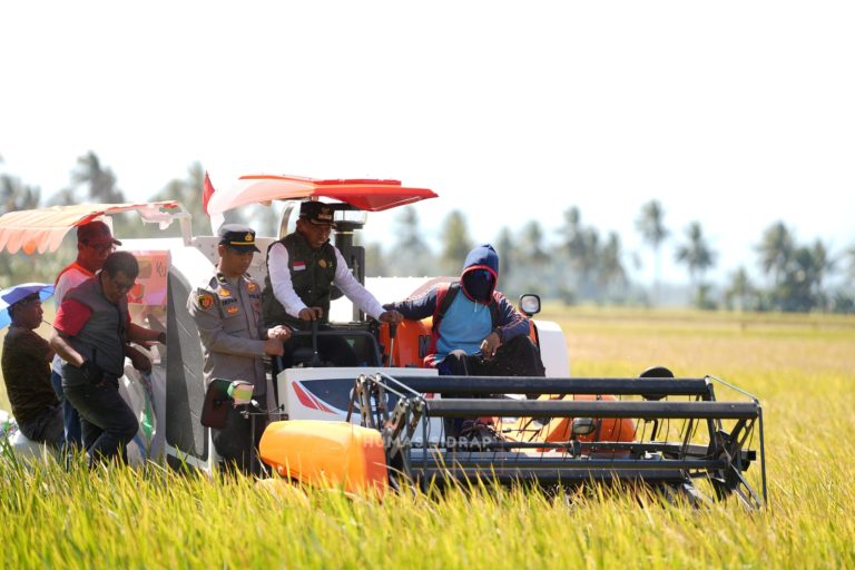 Bupati Syaharuddin Panen Raya di Sumpang Mango, Produktivitas Capai 10,7 Ton per Hektare