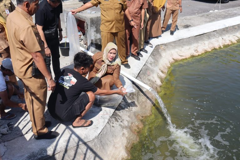 10 Ribu Benih Nila Monoseks Hasil BBI Sidrap Ditebar di Kolam Kantor Bupati