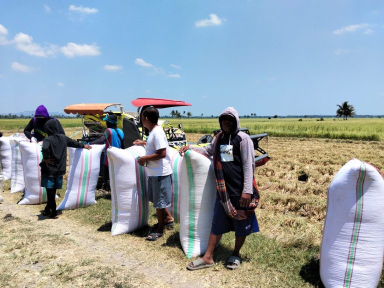 Sawah Tetap Produktif Saat Kemarau, Petani Desa Dongi 6,96 Ton Gabah dari Lahan 78 Are